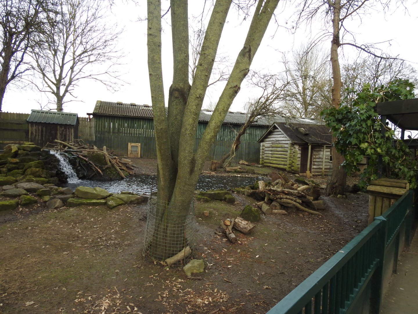 North American Beaver (Castor canadensis) and Capybara (Hydrochoerus hydrochaeris) Enclosure 2