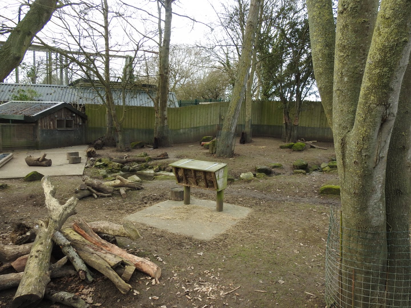 North American Beaver (Castor canadensis) and Capybara (Hydrochoerus hydrochaeris) Enclosure 3