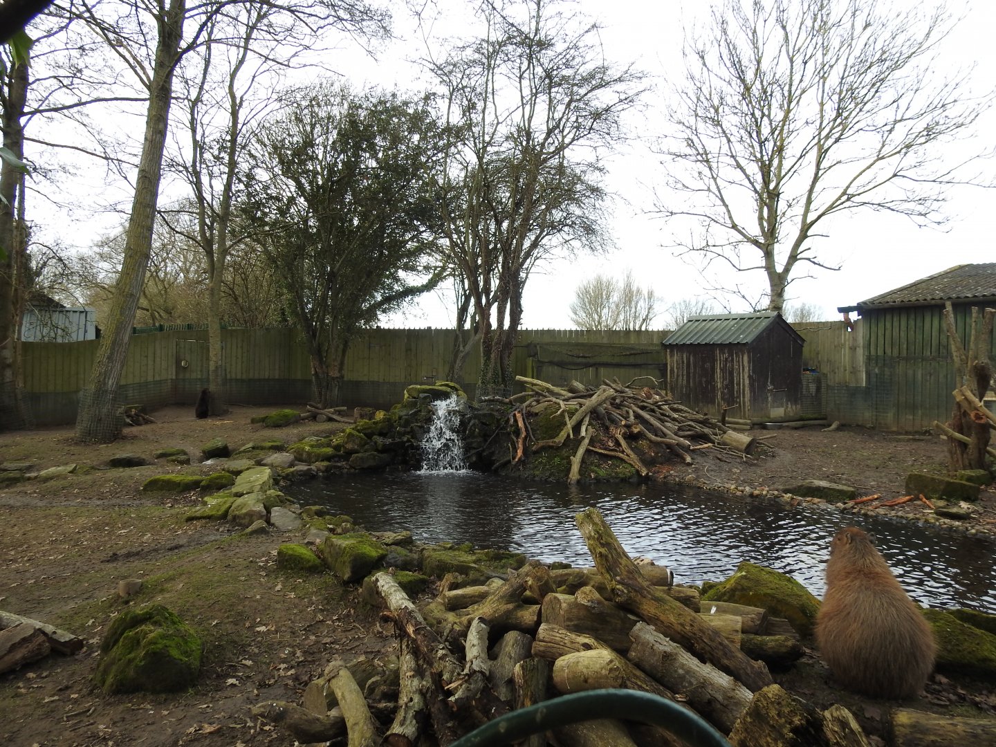 North American Beaver (Castor canadensis) and Capybara (Hydrochoerus hydrochaeris) Enclosure 4