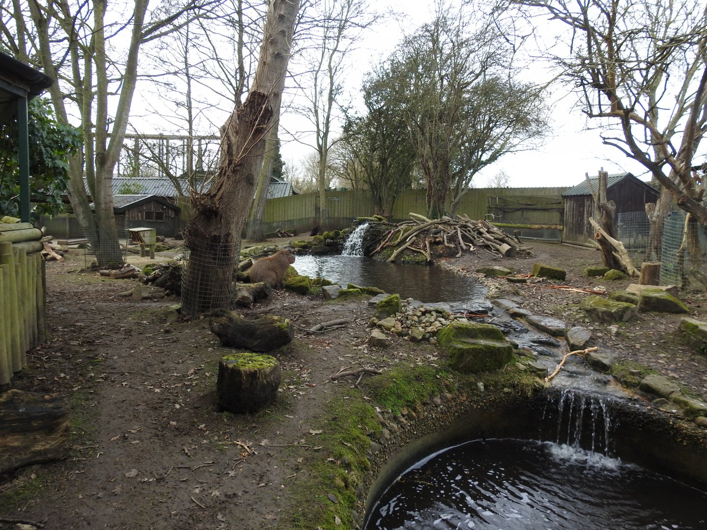 North American Beaver (Castor canadensis) and Capybara (Hydrochoerus hydrochaeris) Enclosure 5