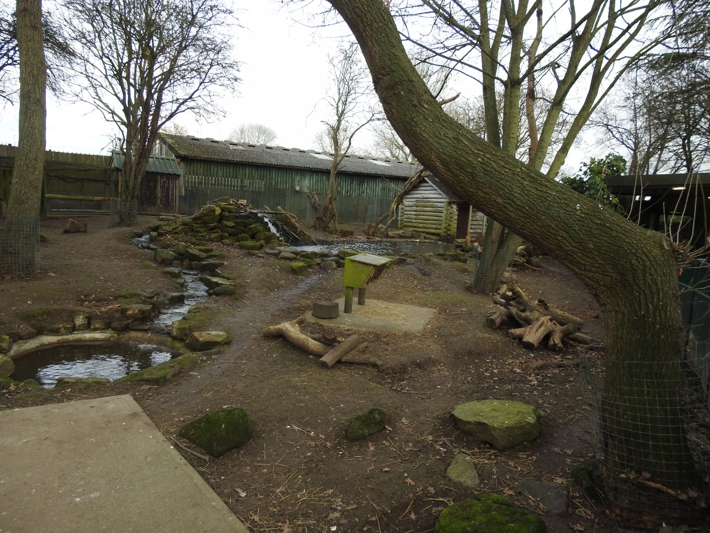 North American Beaver (Castor canadensis) and Capybara (Hydrochoerus hydrochaeris) Enclosure