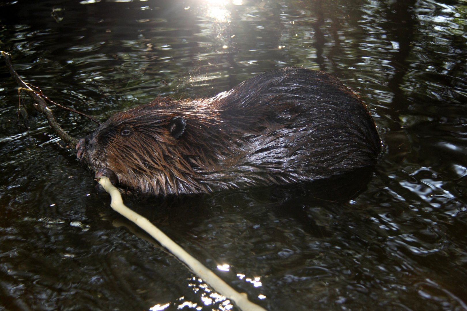 North American beaver (Castor canadensis) at sunset
