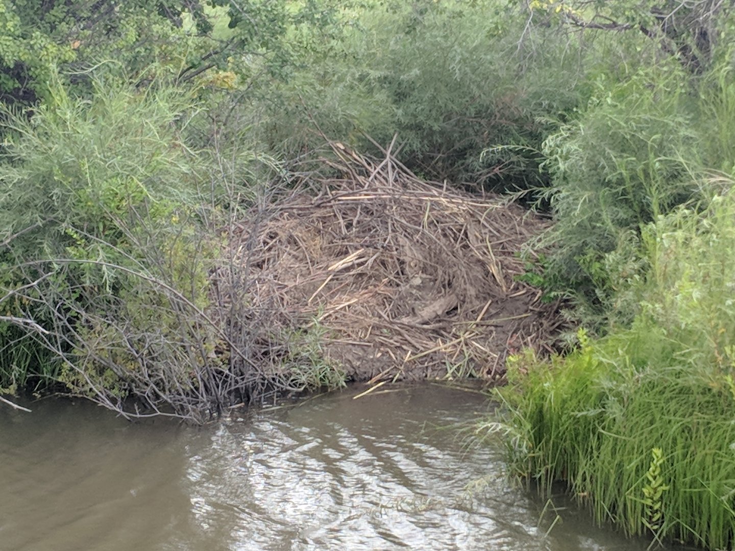 North American beaver (Castor canadensis) den