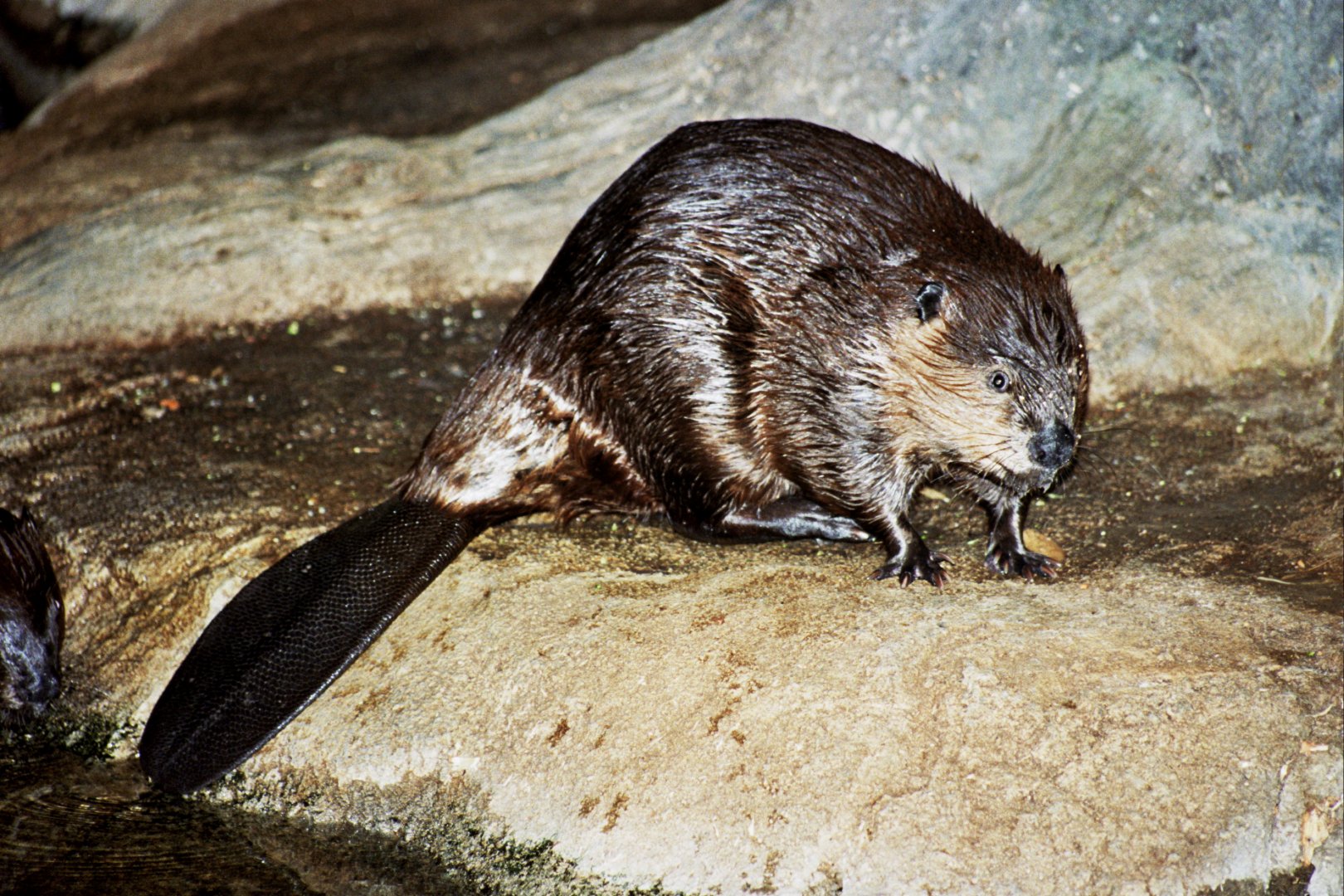 North American beaver (Castor canadensis) scanned from 2006