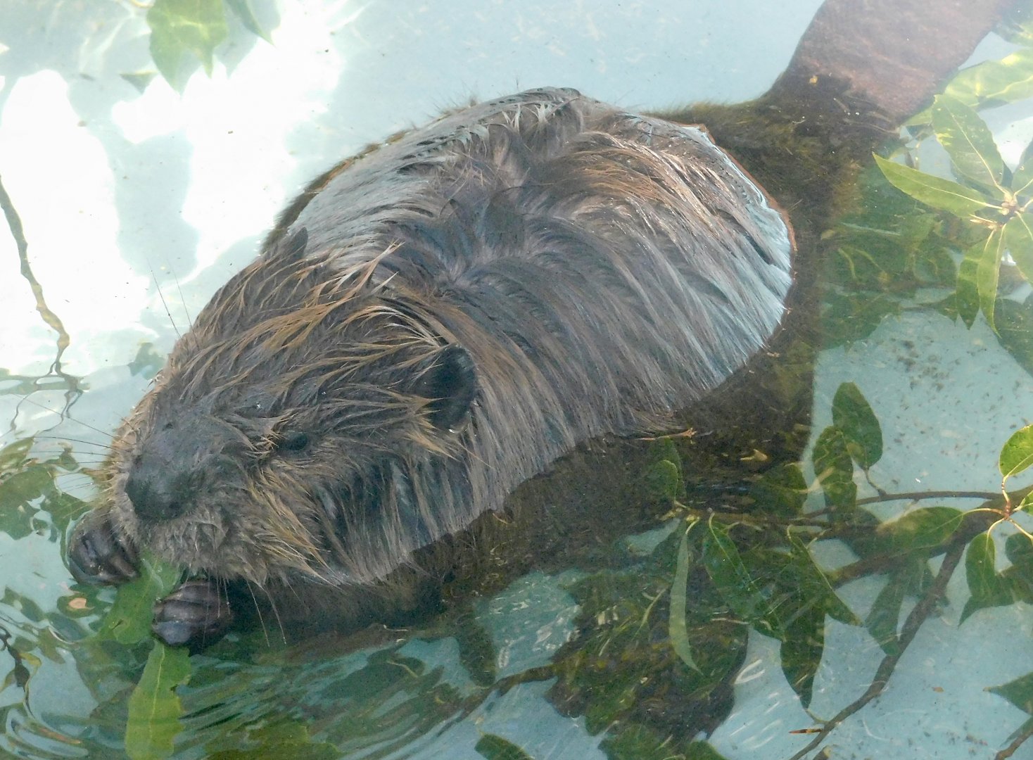 North American Beaver (Castor canadensis) - Tobu Zoo November 15, 2025