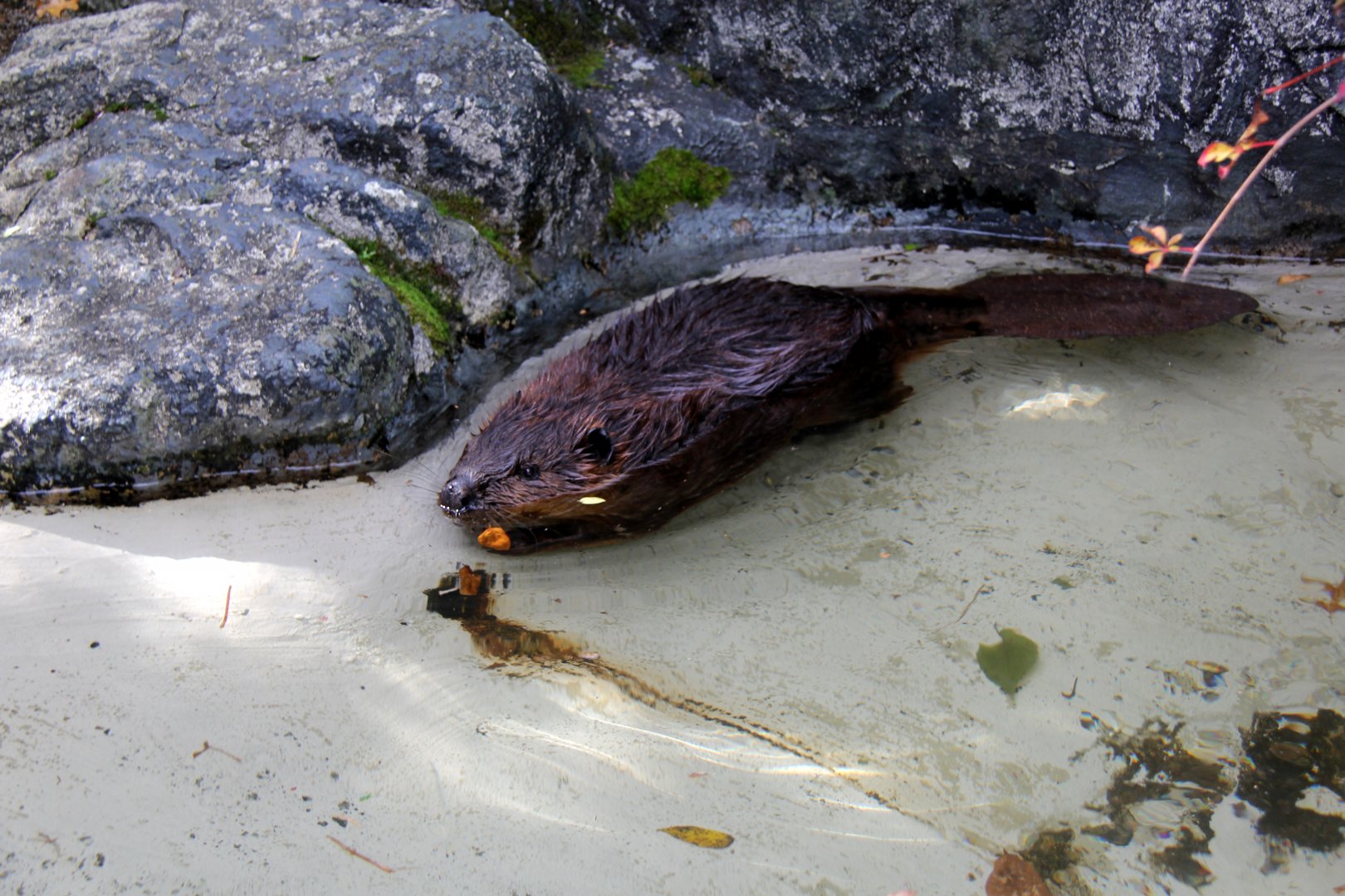 North American beaver (Castor canadensis)