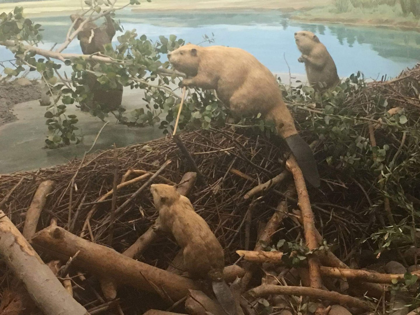 North American beaver (Castor canadensis)