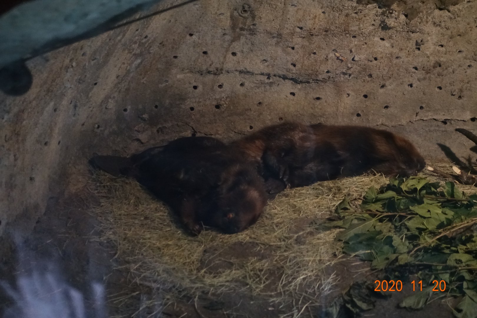 North American Beaver (Castor canadensis)