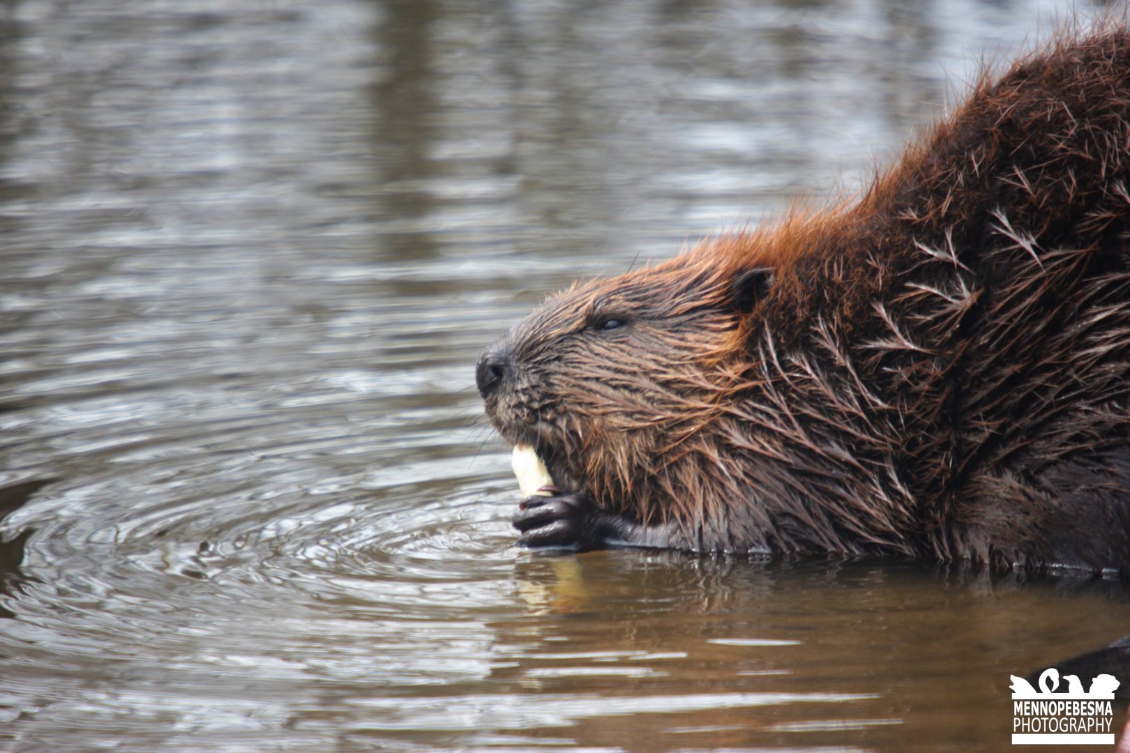 North American beaver (Castor canadensis)