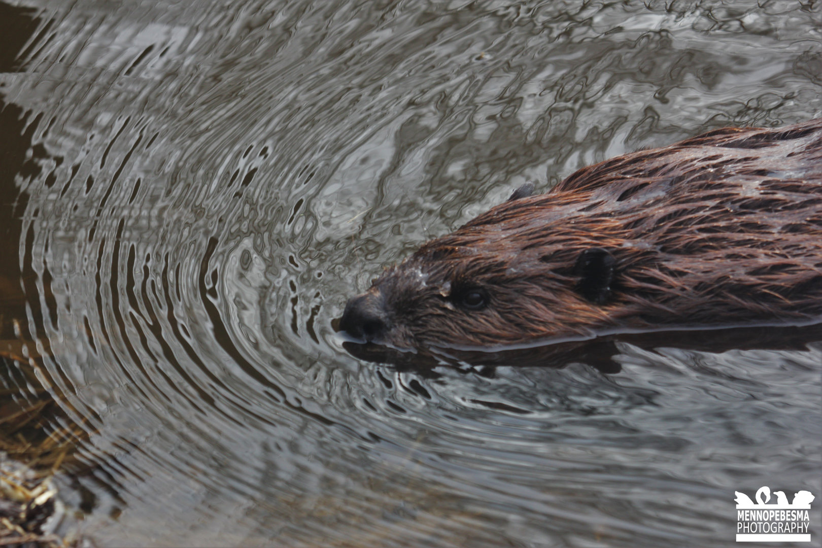 North American beaver (Castor canadensis)