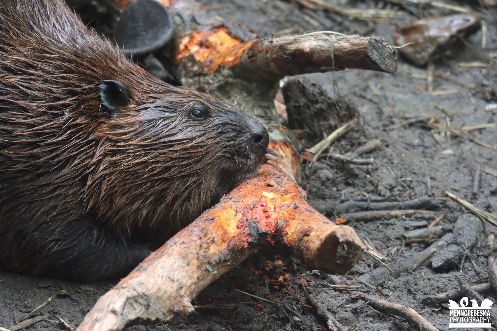 North American beaver (Castor canadensis)