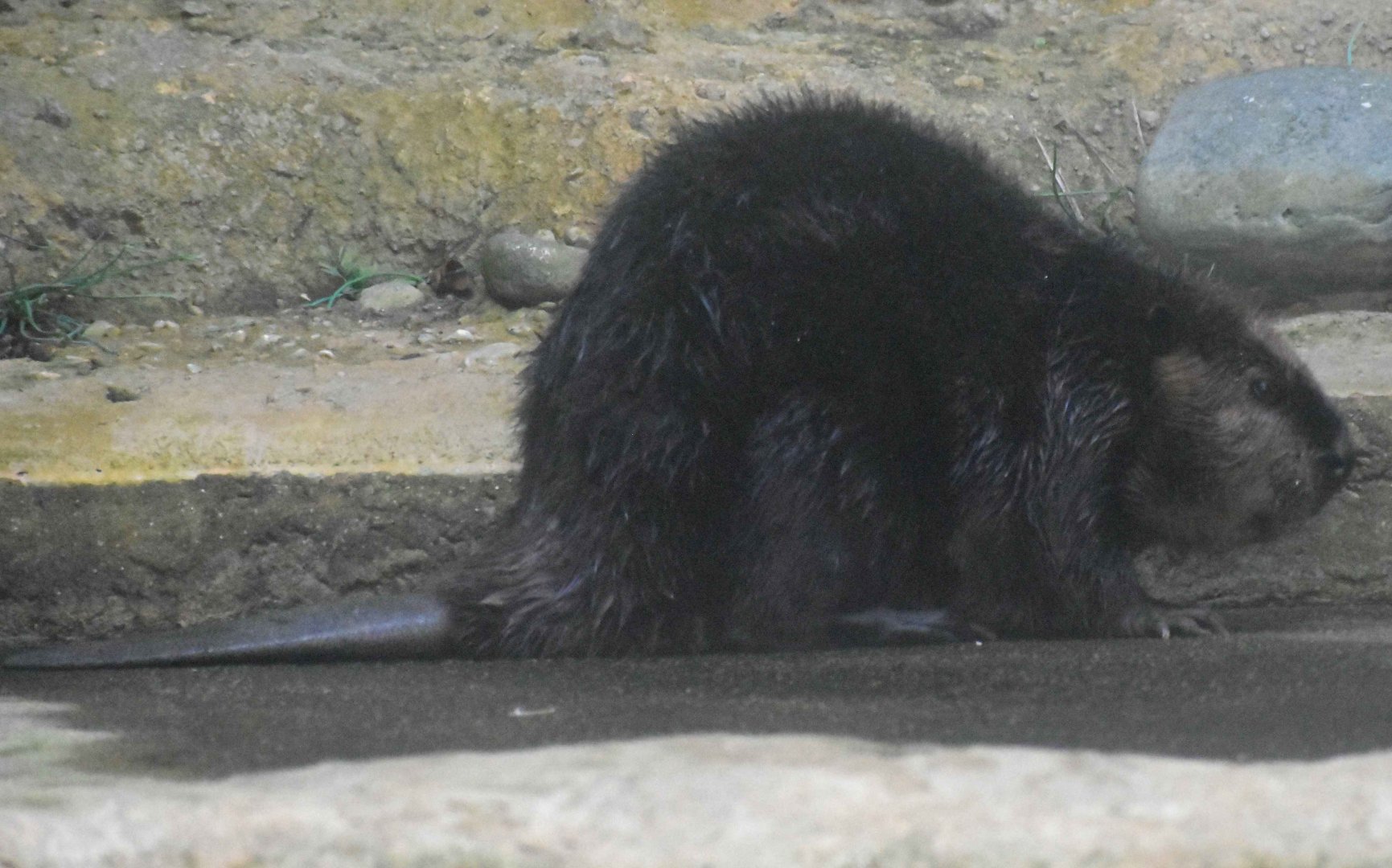 North American Beaver (Castor canadensis)