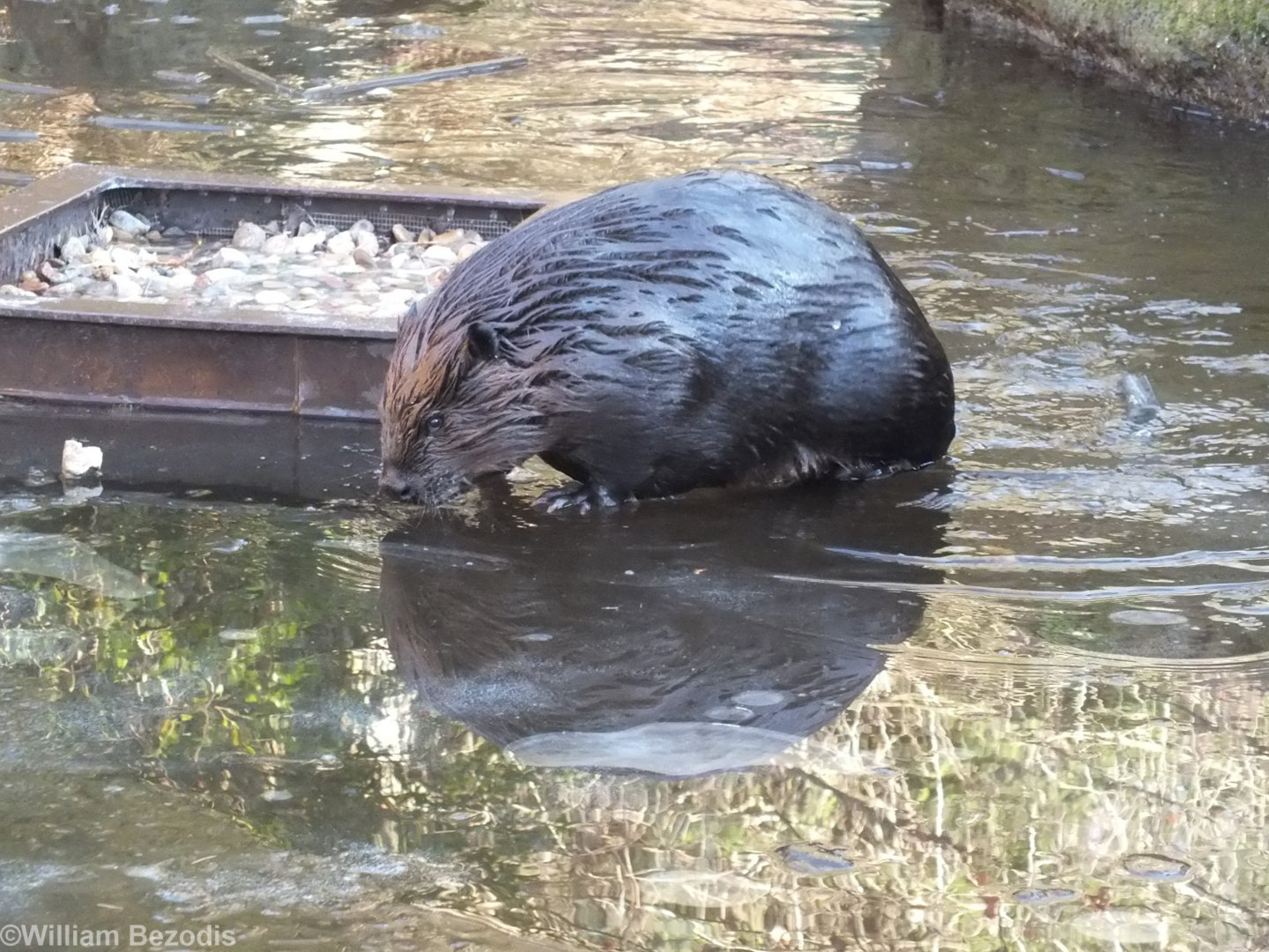 North American Beaver Climbing onto Ice