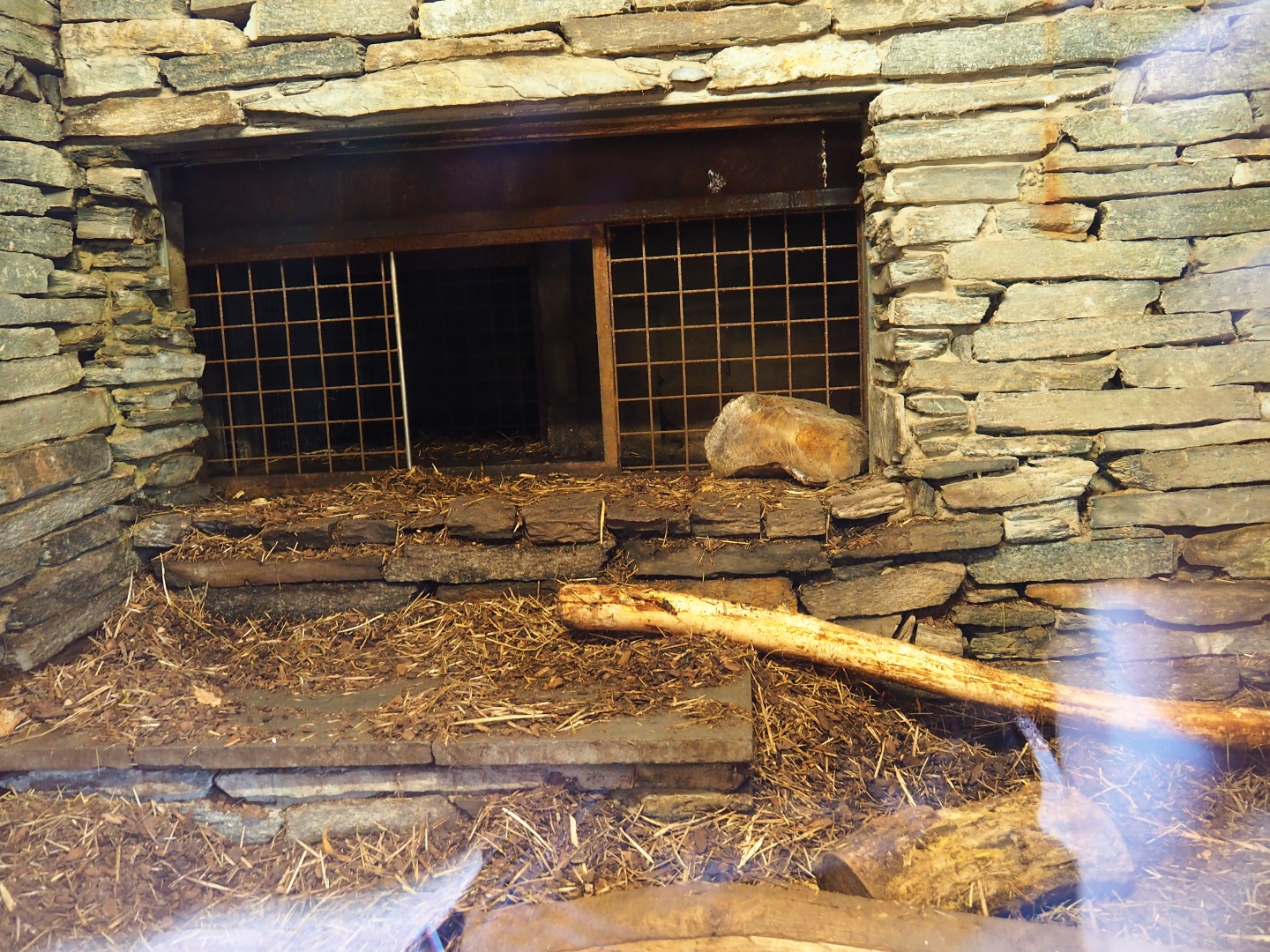 North American beaver den, 2019-03-30