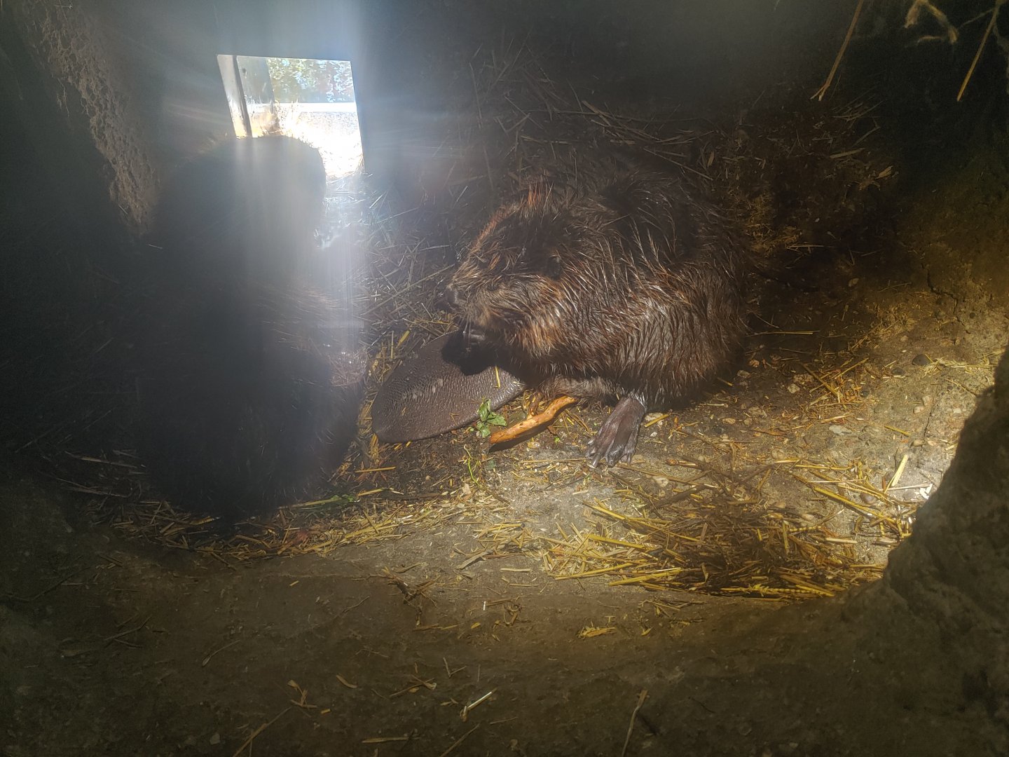 North American beaver enclosure - a look into the burrow