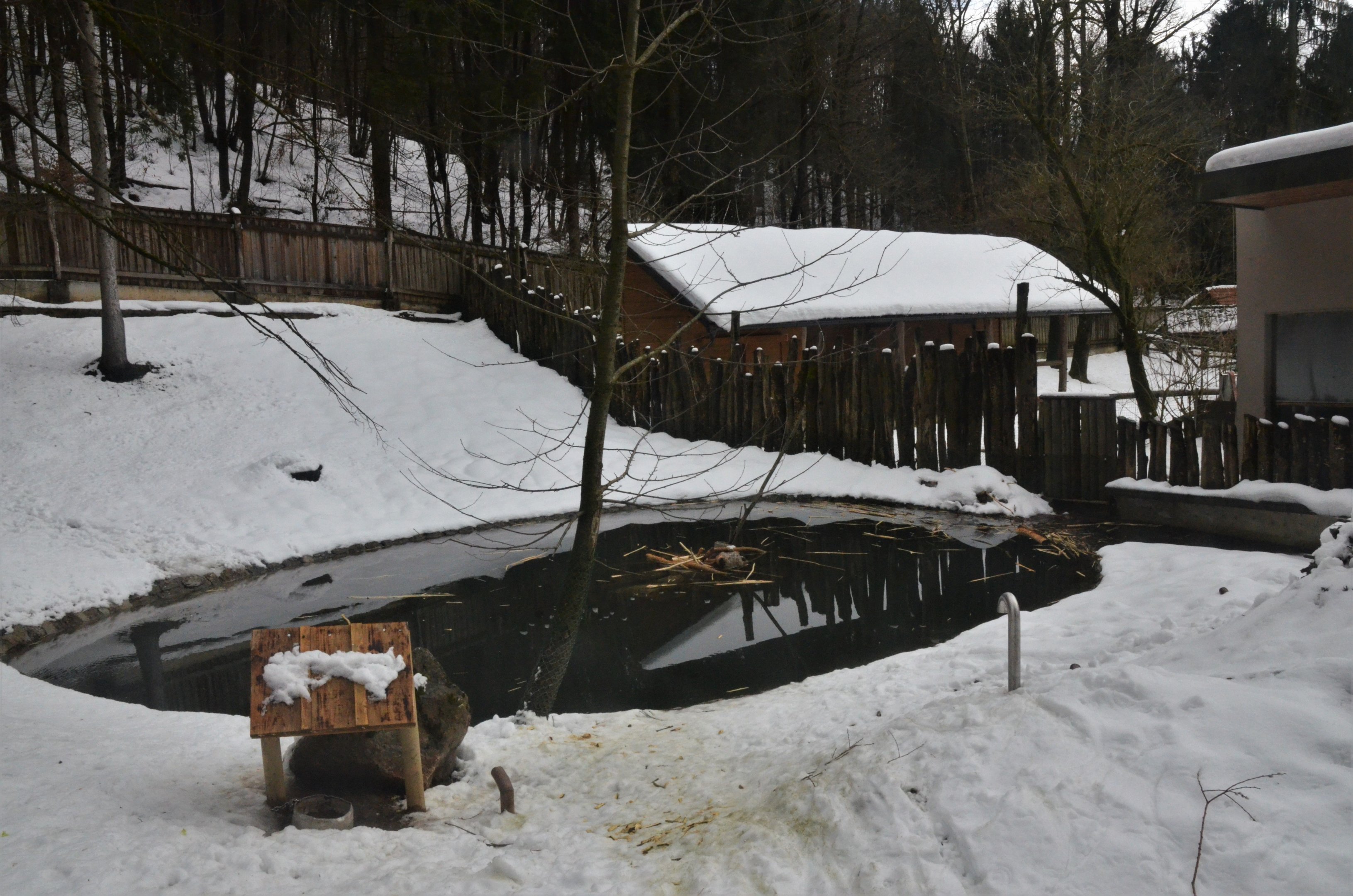 North American Beaver Enclosure at Ljubljana Zoo, 07/03/18