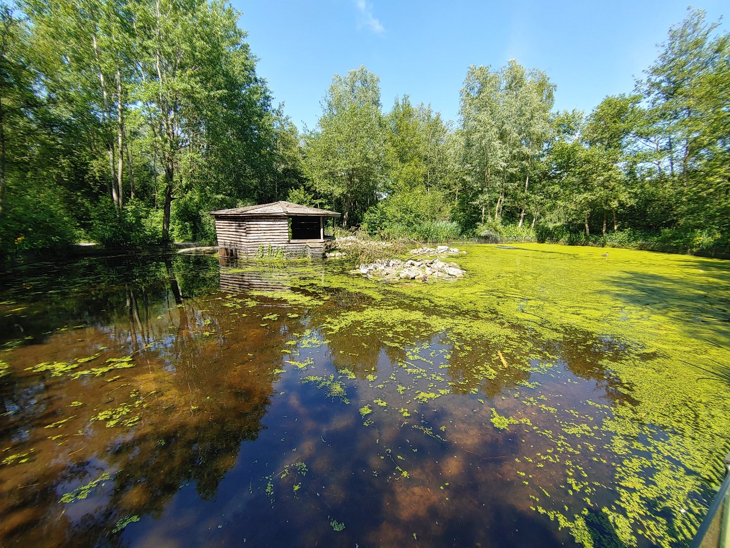 North American beaver enclosure - viewing point near the flamingo enclosure