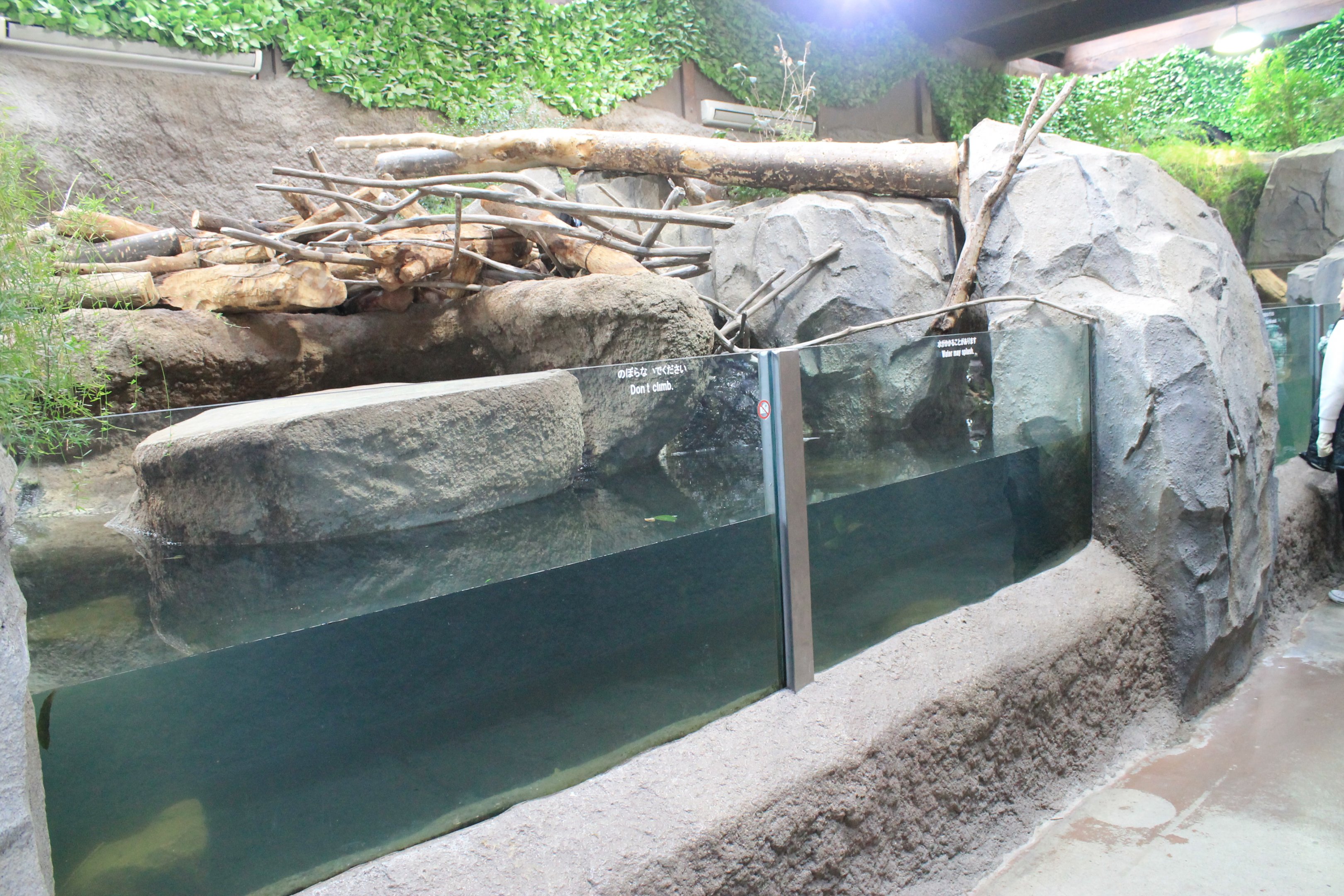 North American Beaver enclosure