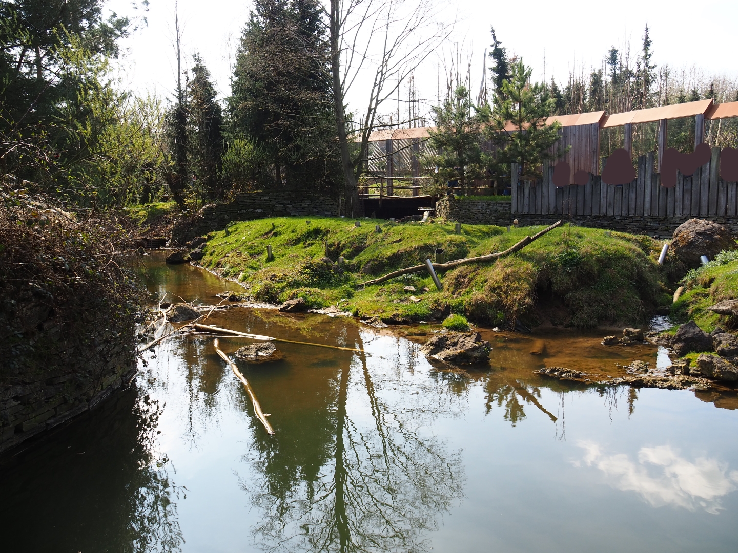 North American beaver exhibit, 2019-03-30