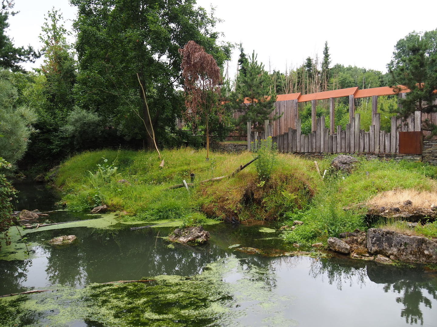 North American beaver exhibit, 2019-07-21
