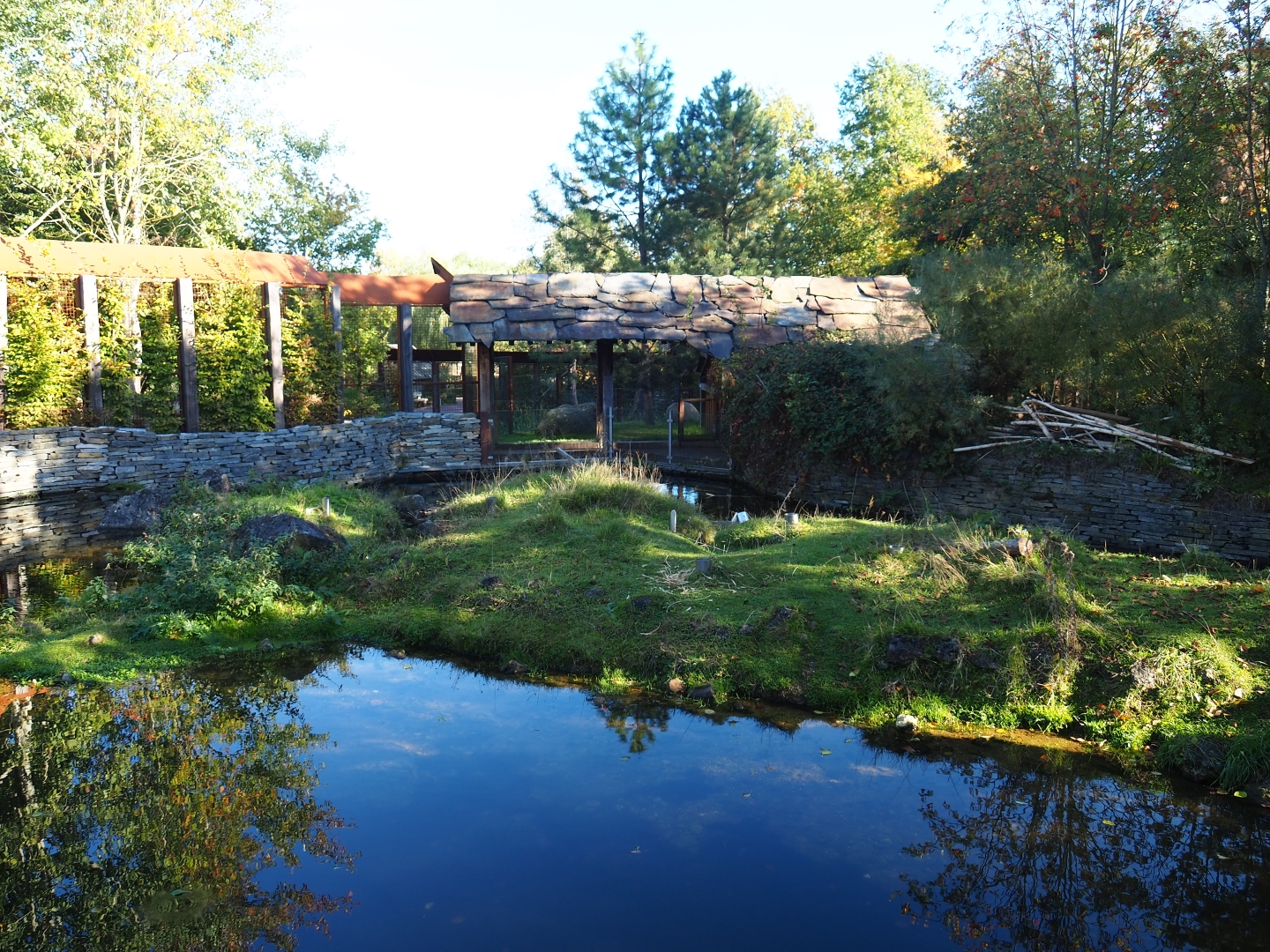 North American beaver exhibit (Oct 13th, 2018)