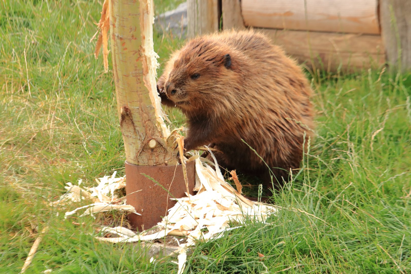 North american beaver (July 2020)