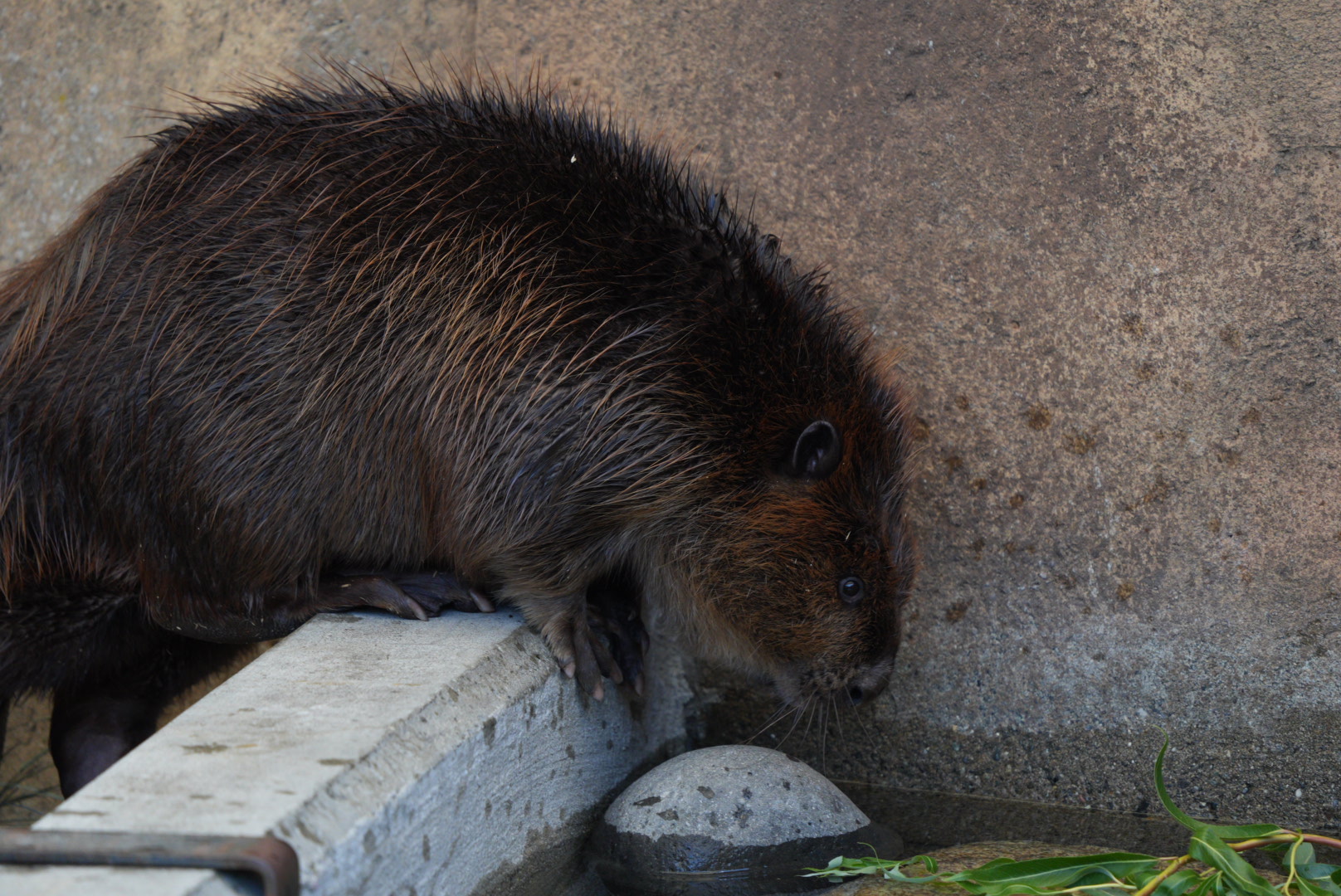 North American Beaver (Walnut)
