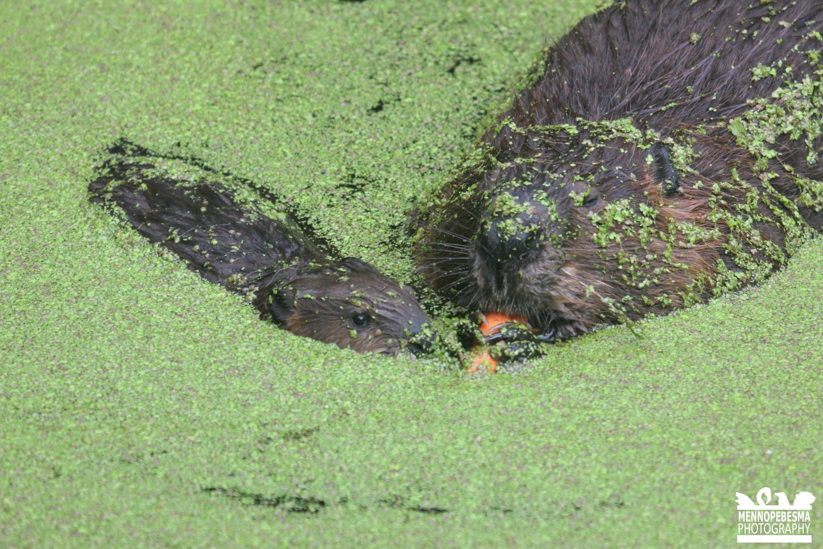 North American beaver with young