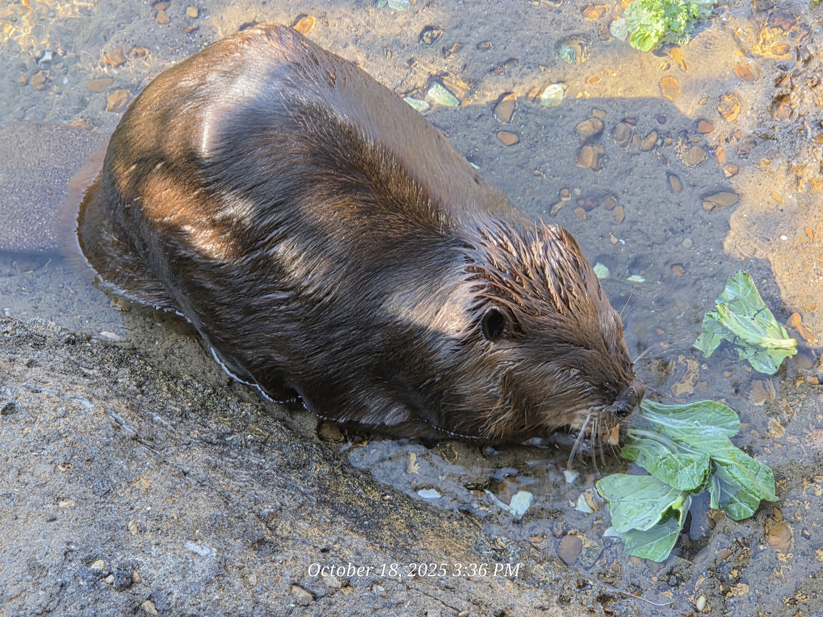 North American Beaver - Xoo Knoxville
