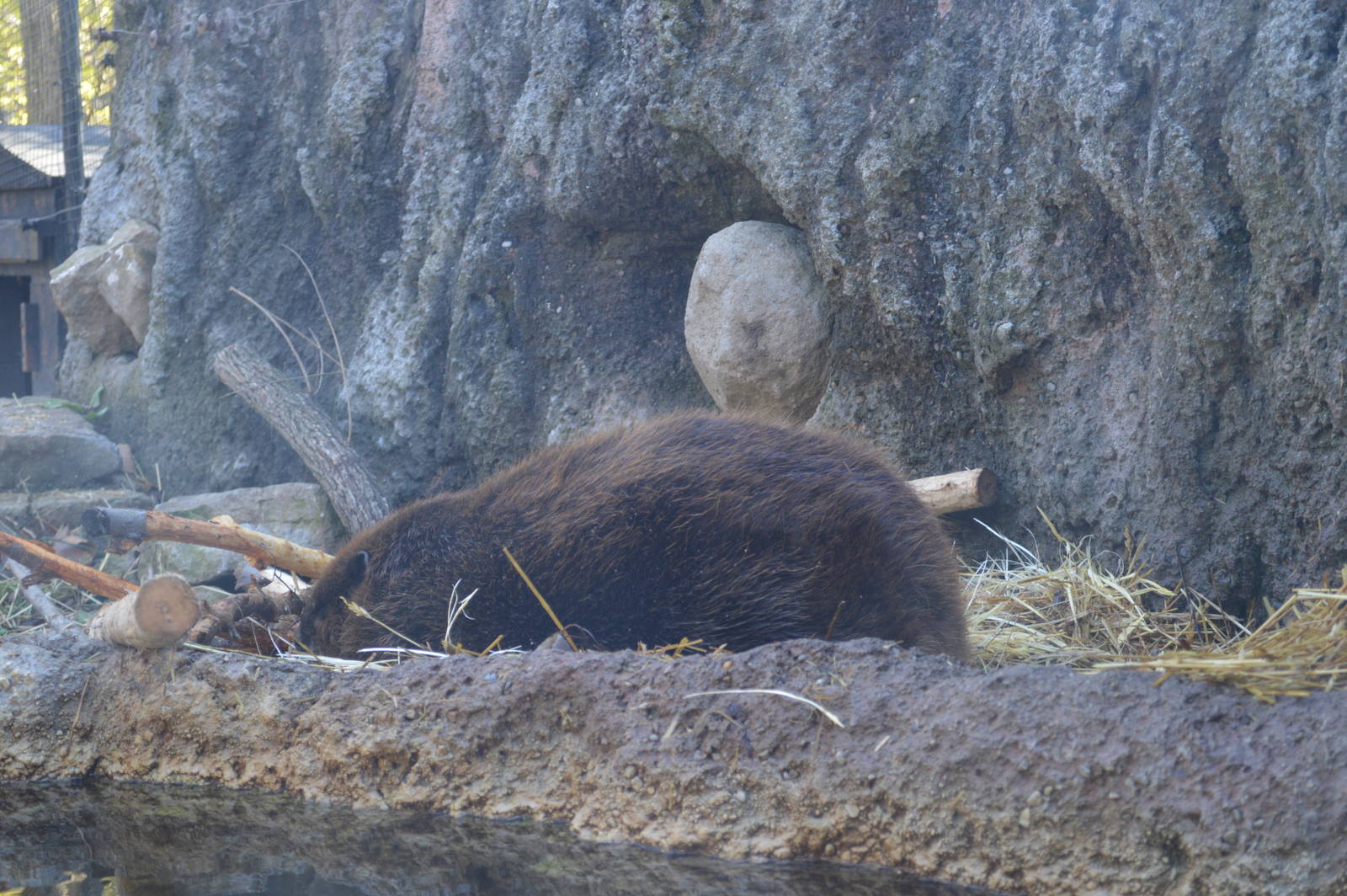 North American beaver