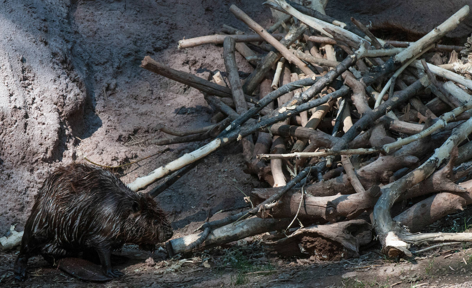 North American Beaver