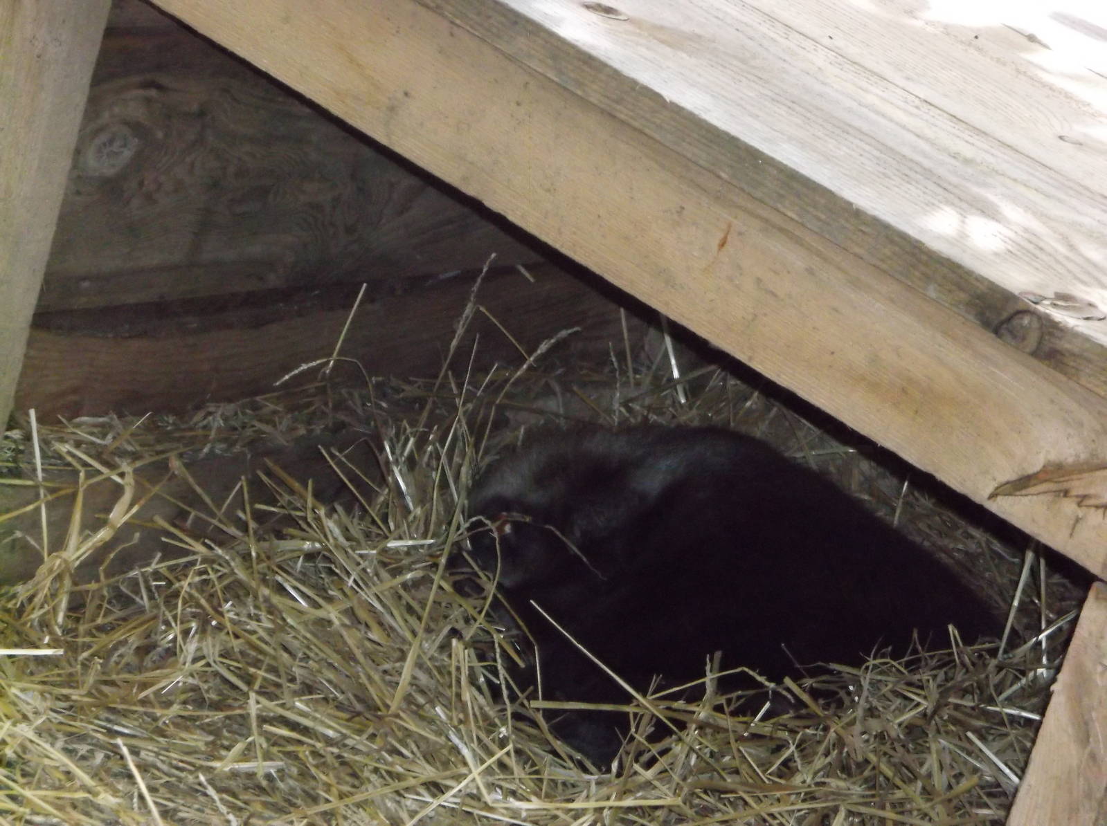North American beaver