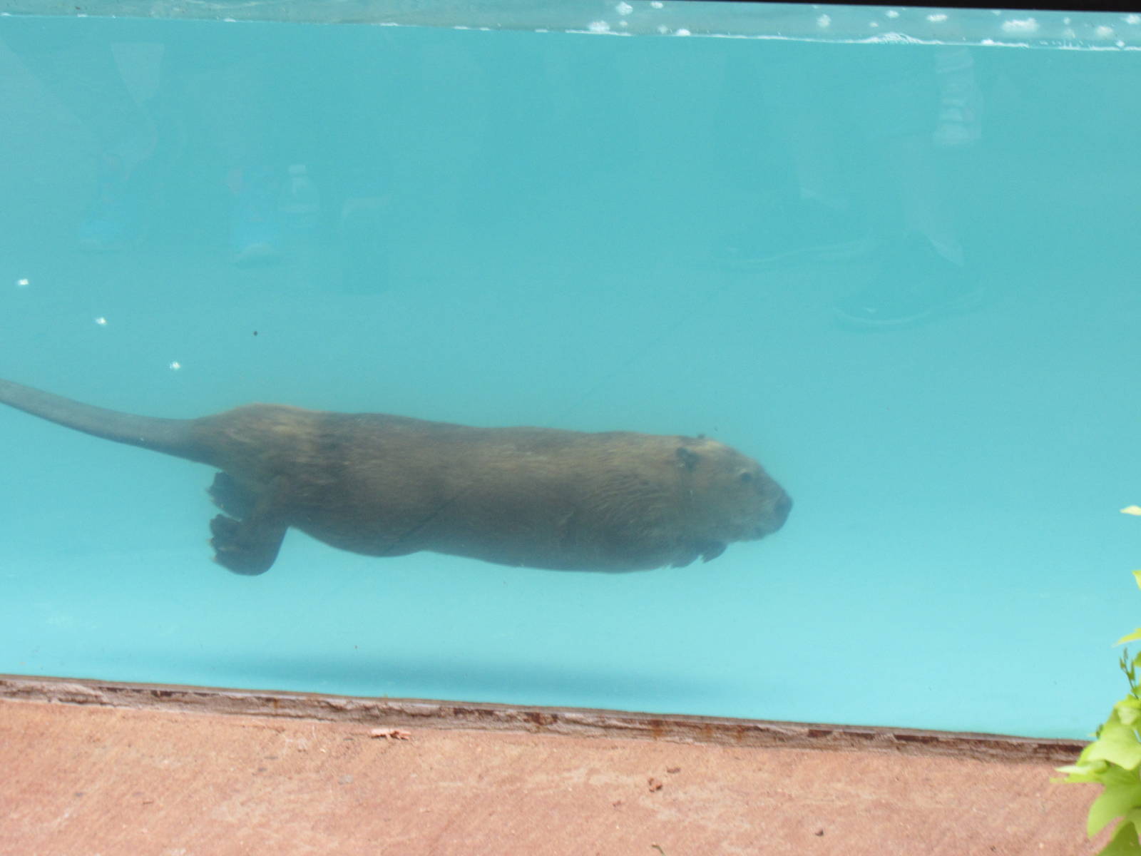 North American Beaver