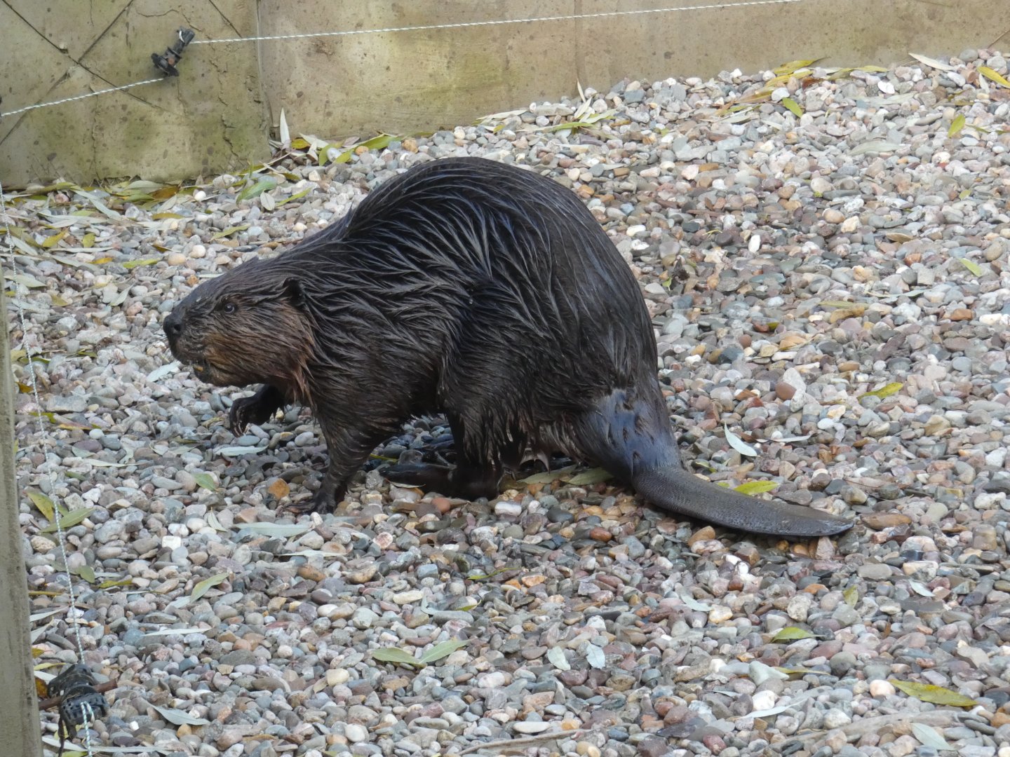 North American Beaver