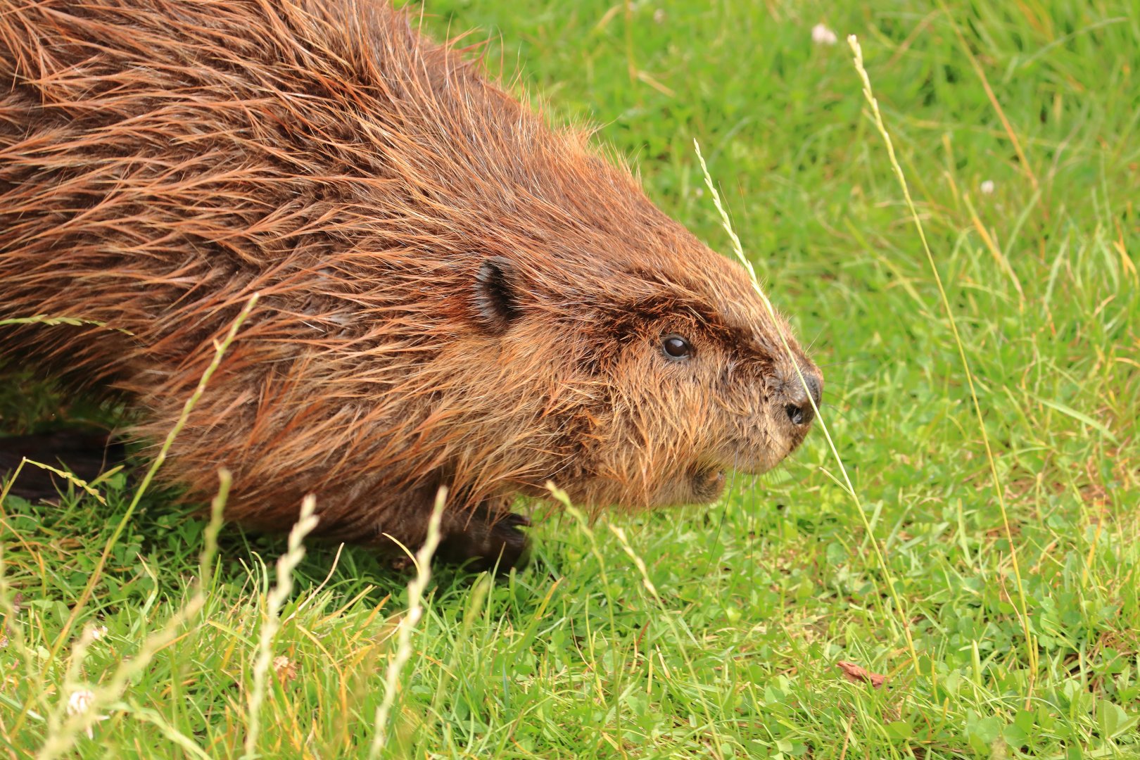 North American Beaver