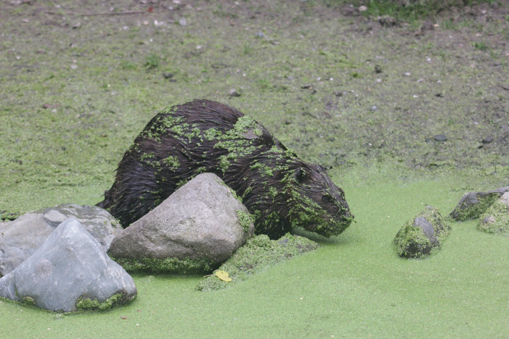 North American beaver