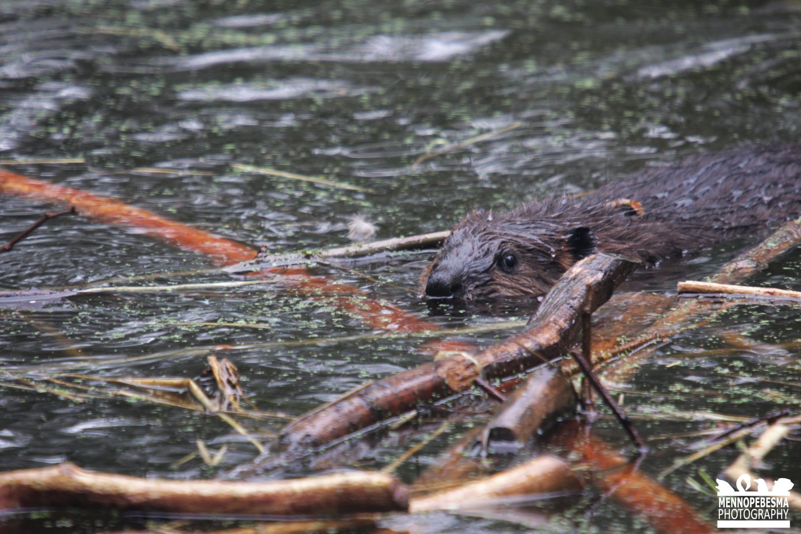 North American beaver