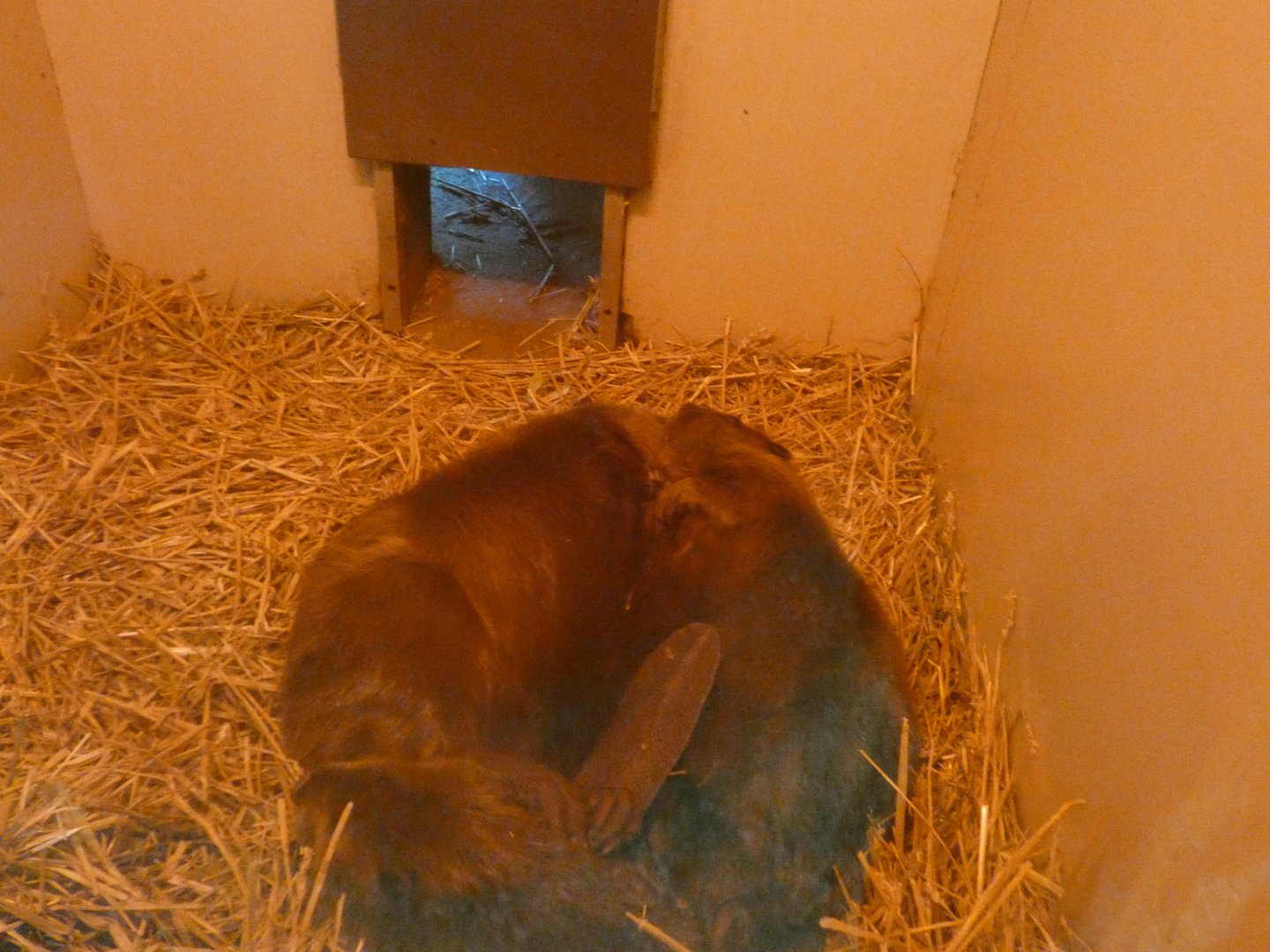 North American beaver