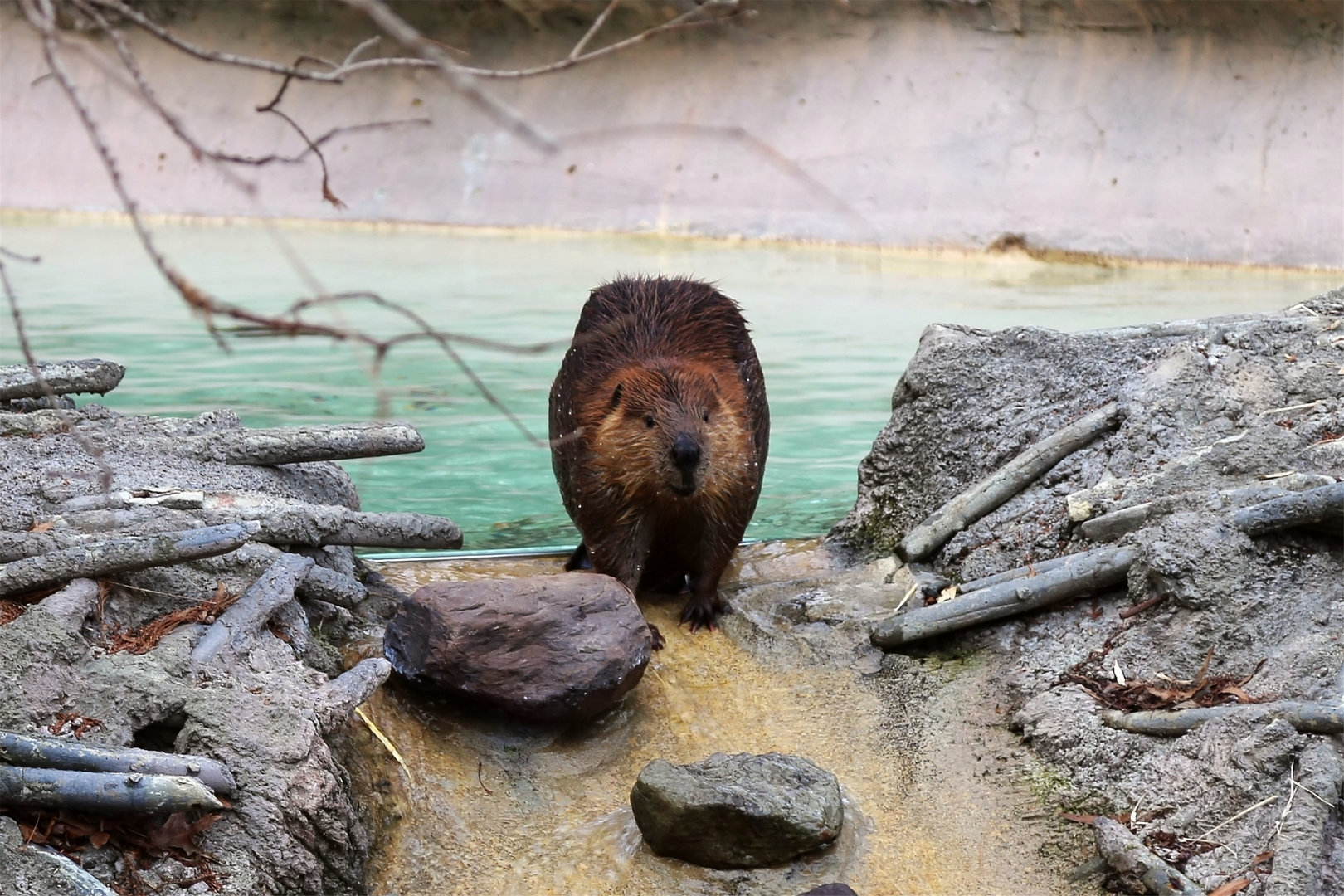 North American Beaver