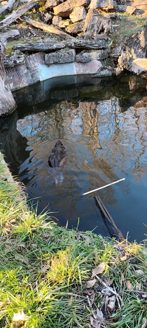 North American Beaver