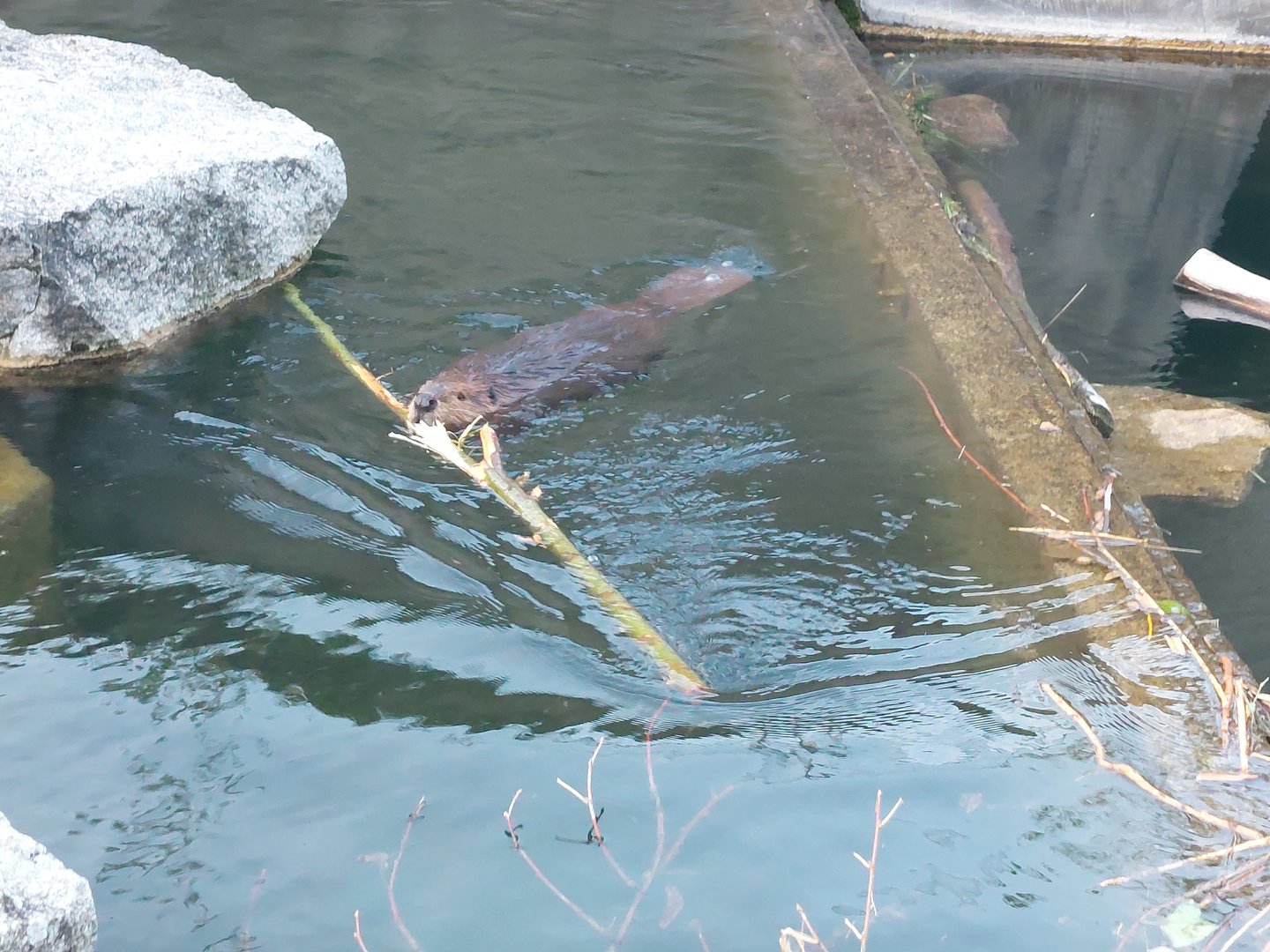 North American beaver