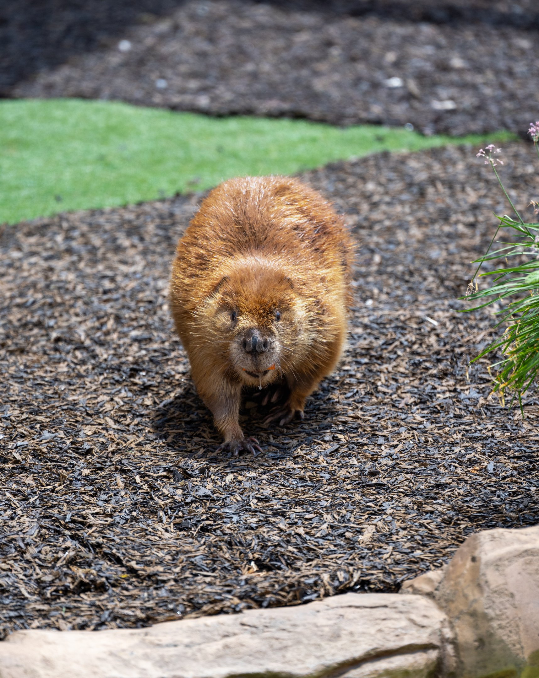 North American Beaver