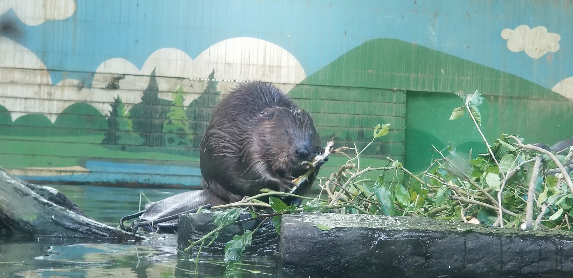 North American Beaver