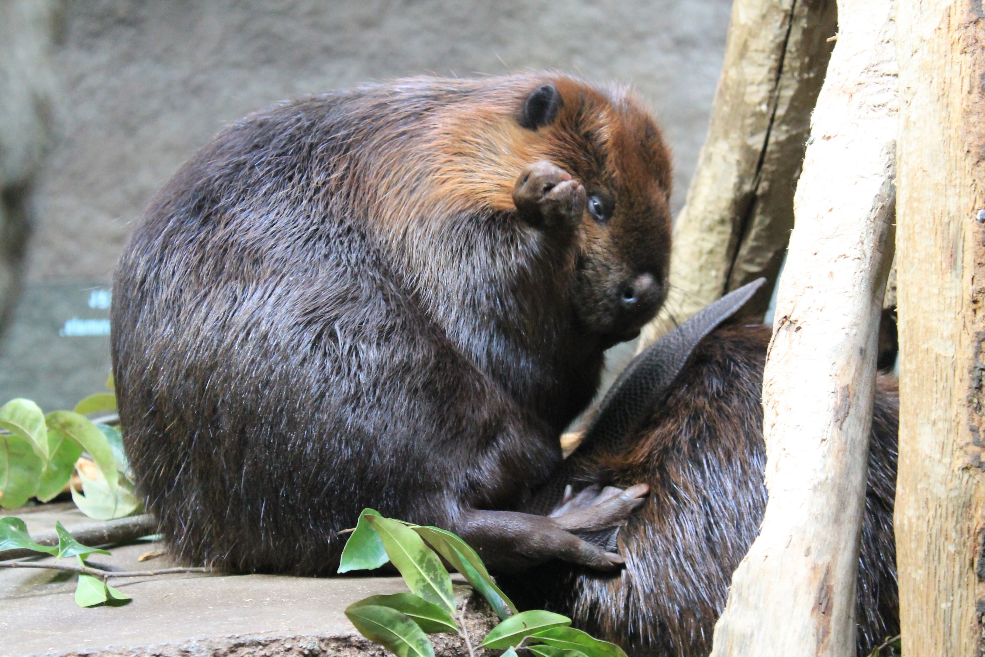 North American Beaver