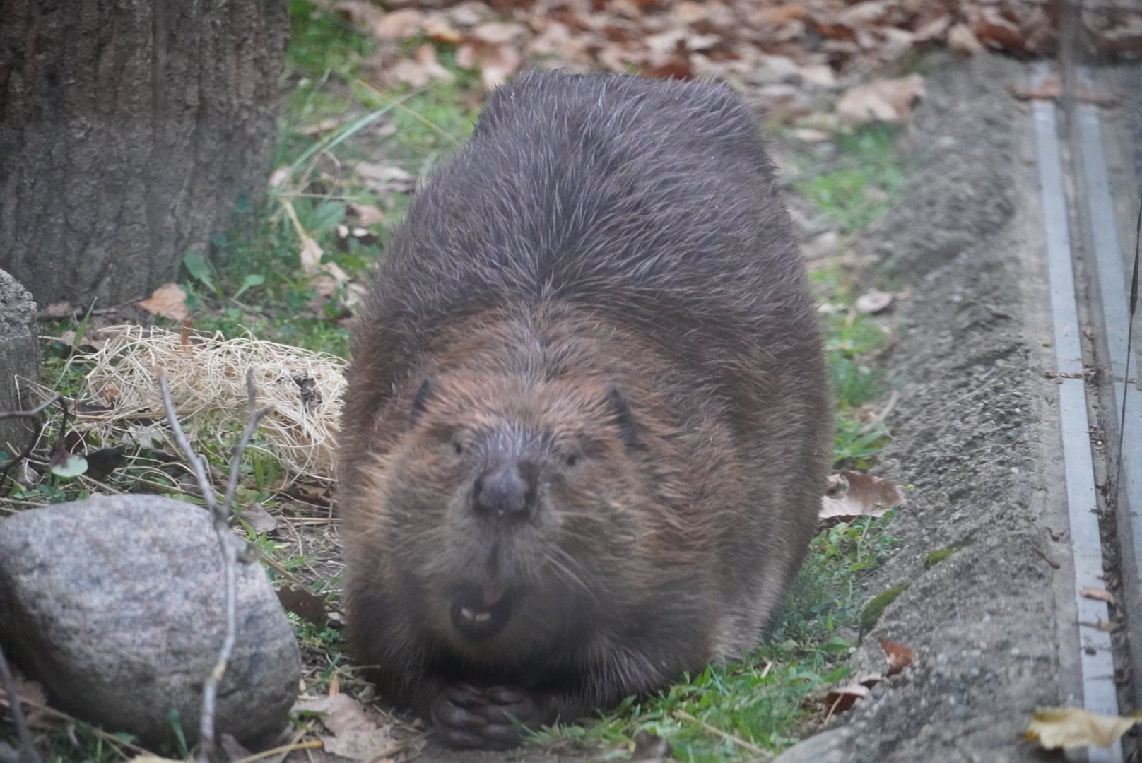 North American Beaver