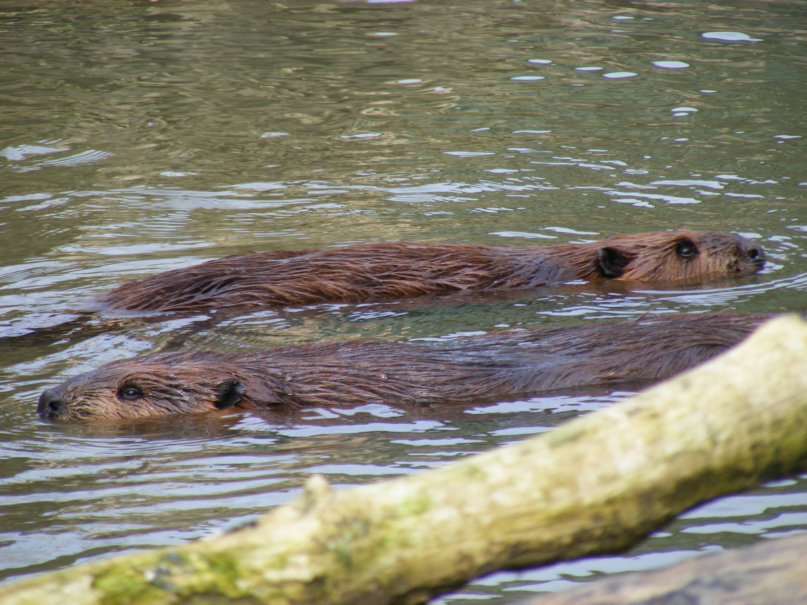 North American beavers at Drusillas Park, 20 March 2011