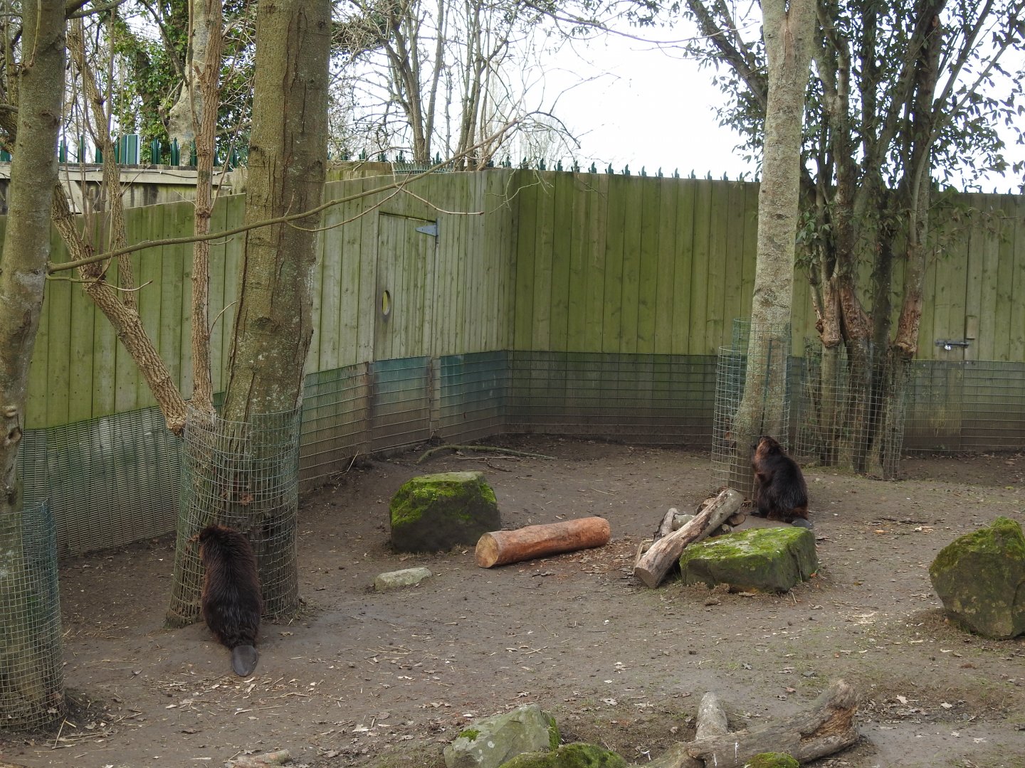 North American Beavers (Castor canadensis)