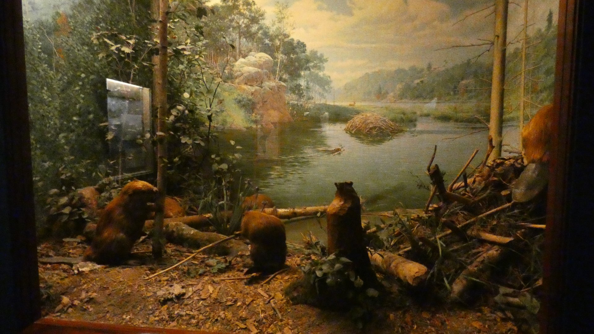 North American Bever, American Wilderness Gallery - Feb. 2022