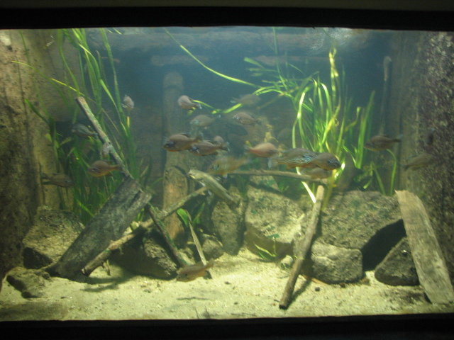 North American biotope tank (Pumpkinseed+Bullhead)