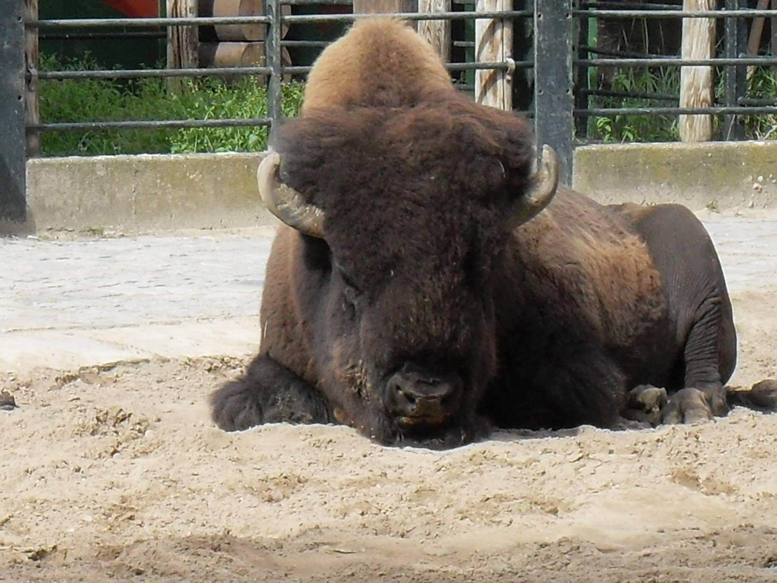 north american bison 030910